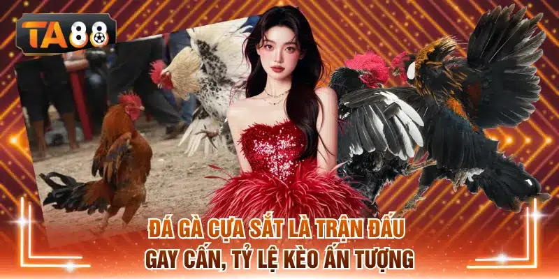 Đá gà cựa sắt là trận đấu gay cấn, tỷ lệ kèo ấn tượng